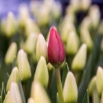 В Новосибирск перед 8 марта на самолетах везли рекордные партии тюльпанов из Китая