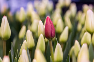 В Новосибирск перед 8 марта на самолетах везли рекордные партии тюльпанов из Китая