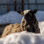 Правительственная комиссия оценит меры по борьбе с болезнями скота в регионе