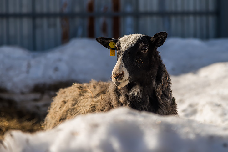 Правительственная комиссия оценит меры по борьбе с болезнями скота в регионе