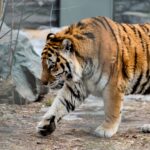 Новосибирский зоопарк перешёл на летний график работы с 30 марта