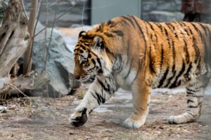 Новосибирский зоопарк перешёл на летний график работы с 30 марта