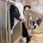 В районах изъятия животных в регионе развернуты пункты помощи пострадавшим жителям