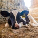 Почти 400 животных без документов не пересекли границу Новосибирской области