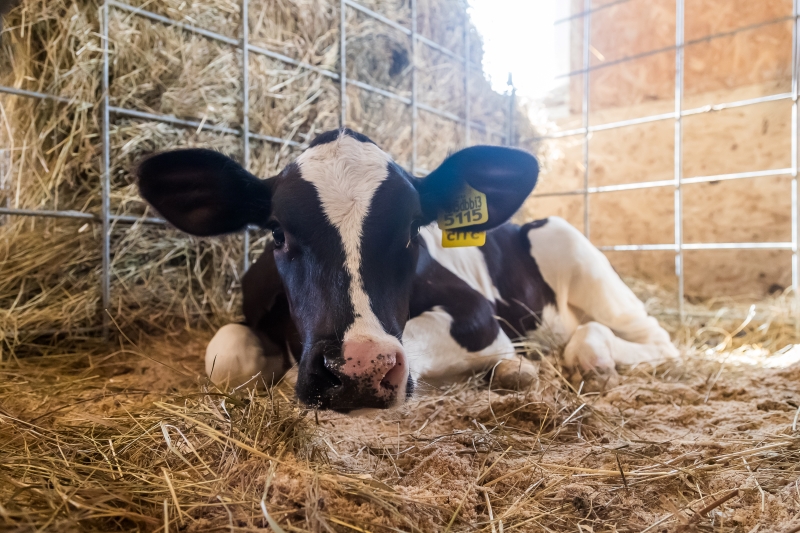 Почти 400 животных без документов не пересекли границу Новосибирской области