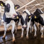 В Новосибирской области помогут выплатами владельцам утраченных сельхозживотных