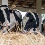 Андрей Травников рассказал об остановке распространения пастереллёза в регионе