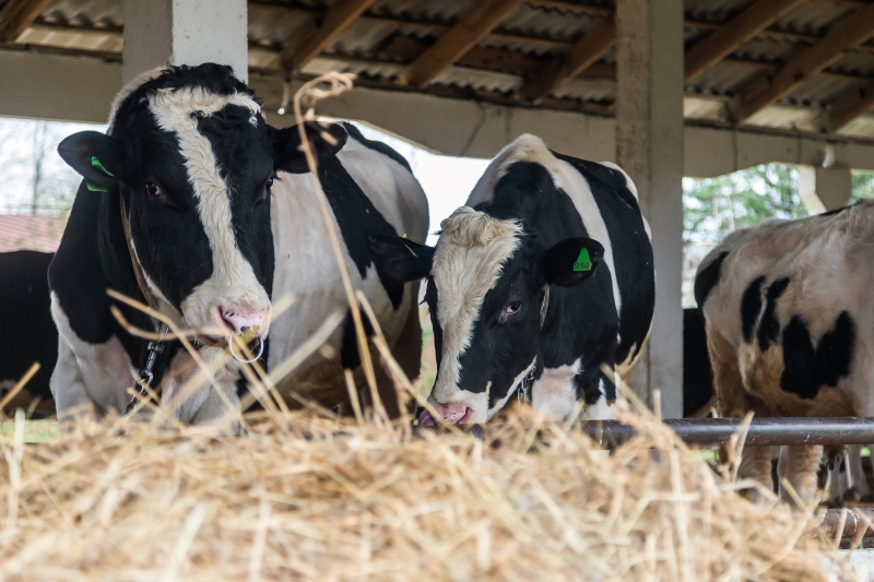 Андрей Травников рассказал об остановке распространения пастереллёза в регионе
