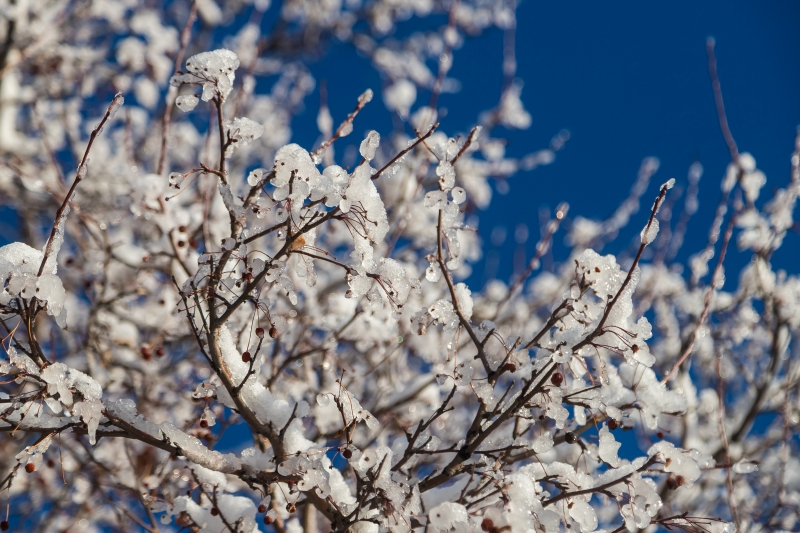 В Новосибирске весеннее потепление до +3 градусов ожидается с 19 марта