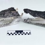 В Толмачёво задержали пассажира с двумя головами крокодилов в ручной клади