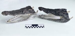 В Толмачёво задержали пассажира с двумя головами крокодилов в ручной клади