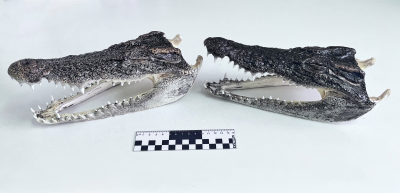 В Толмачёво задержали пассажира с двумя головами крокодилов в ручной клади