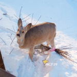 Косуль стали видеть чаще жители города Обь