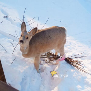 Косуль стали видеть чаще жители города Обь
