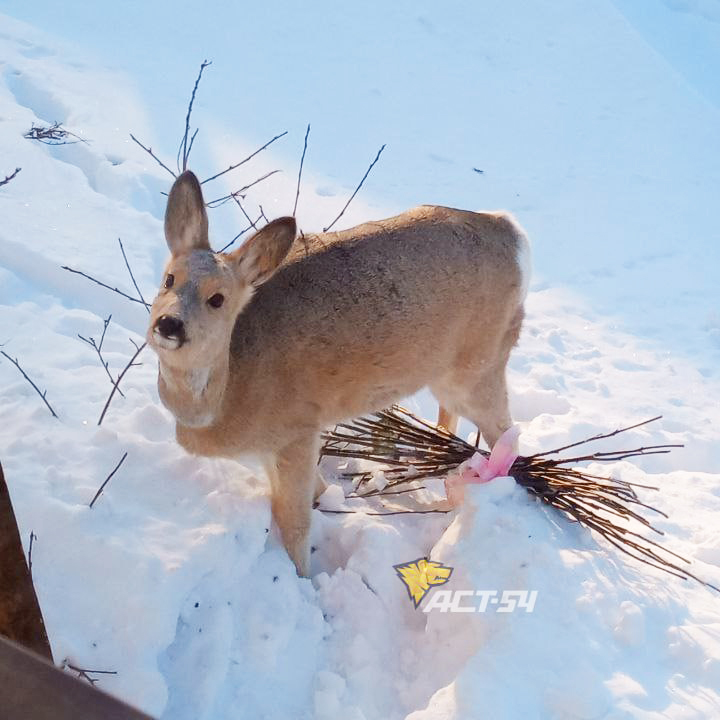 Косуль стали видеть чаще жители города Обь