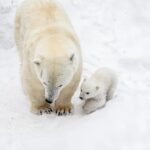 В Новосибирском зоопарке пополнение: у белых медведей Кая и Герды родился малыш