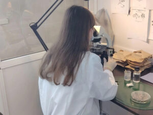 Новосибирская область создала рекордный запас семян для лесовосстановления