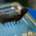 В Новосибирске запустили современный виварий для разведения лабораторных животных