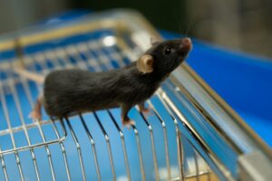 В Новосибирске запустили современный виварий для разведения лабораторных животных