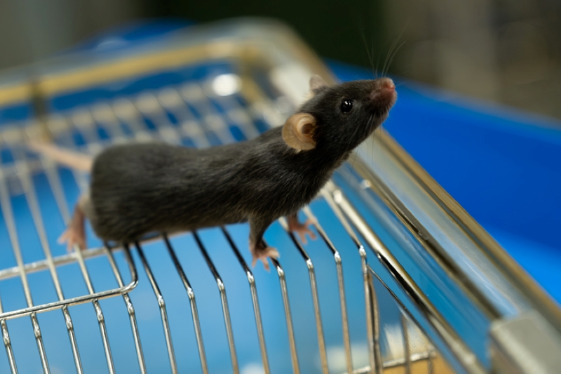 В Новосибирске запустили современный виварий для разведения лабораторных животных