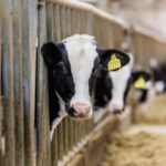 Ограничения из-за пастереллёза и бешенства отменят в Новосибирской области к началу мая