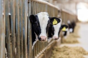 Ограничения из-за пастереллёза и бешенства отменят в Новосибирской области к началу мая