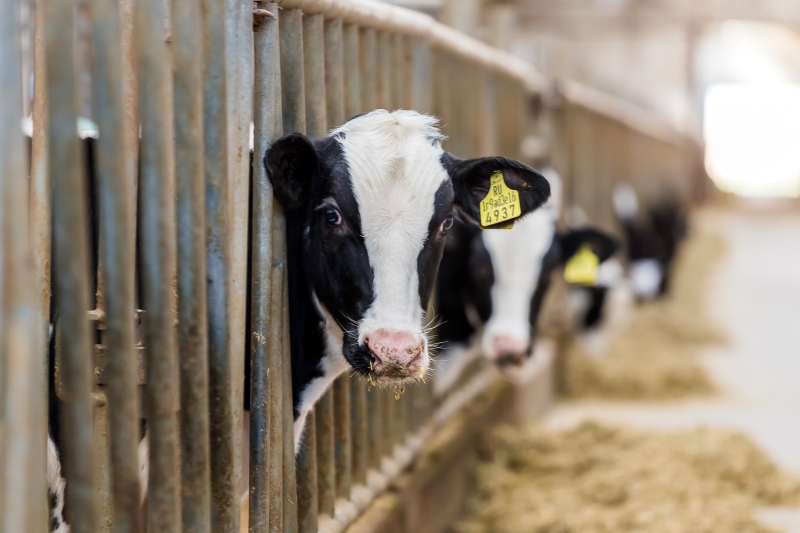 Ограничения из-за пастереллёза и бешенства отменят в Новосибирской области к началу мая