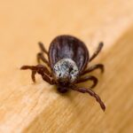 Новосибирские медики фиксируют спад активности клещей в апреле-2026