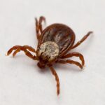 Три человека обратились к врачам после укусов клещей в Новосибирской области