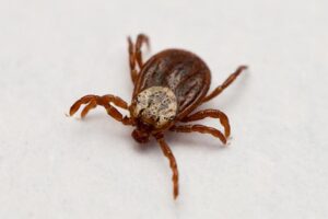 Три человека обратились к врачам после укусов клещей в Новосибирской области