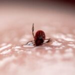 Первые укусы клещей зафиксировали в Тогучине и Венгеровском районе
