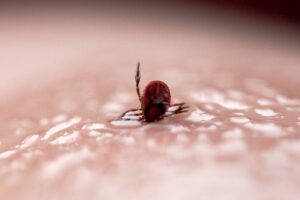 Первые укусы клещей зафиксировали в Тогучине и Венгеровском районе