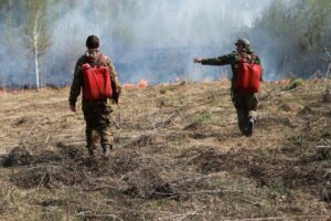 В Новосибирской области количество камер «Лесохранитель» вырастет до 54