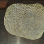 Новосибирца с охраняемым мадрепоровым кораллом из Дубая задержали в Толмачево