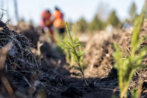 Более 3,8 тысячи гектаров леса восстановят в Новосибирской области в 2026 году