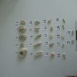 Таможенники в аэропорту Толмачёво изъяли у туриста 22 коралла из Китая