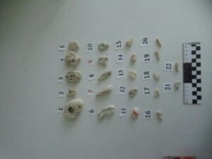 Таможенники в аэропорту Толмачёво изъяли у туриста 22 коралла из Китая