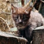 Три камышовых котёнка с кисточками на ушах появились на свет в Новосибирском зоопарке