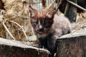 Три камышовых котёнка с кисточками на ушах появились на свет в Новосибирском зоопарке