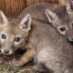 Два маленьких корсака появились на свет в Новосибирском зоопарке
