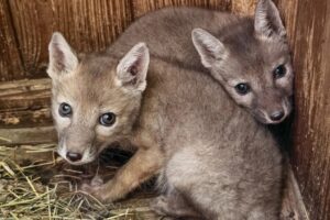 Два маленьких корсака появились на свет в Новосибирском зоопарке