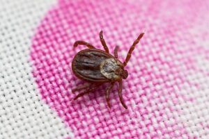 Аномальная жара в регионе снизила активность новосибирских клещей