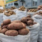 Новосибирский агроном Мармулев объяснил как определить готовность картошки к копке
