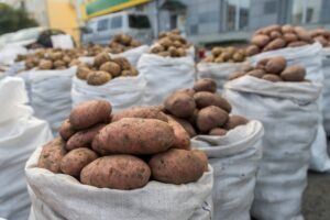 Новосибирский агроном Мармулев объяснил как определить готовность картошки к копке