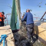 Водоёмы Новосибирской области пополнились 80 с половиной миллионами мальков рыбы