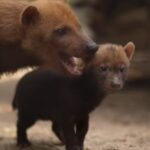 Новосибирский зоопарк показал подросших щенков редких кустарниковых собак