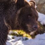 В семи районах Новосибирской области заметили вышедших к людям бурых медведей
