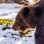 Популяция бурых медведей в Новосибирской области выросла до полутора тысяч особей