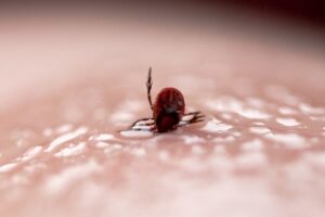 Более двухсот обращений из-за клещей зафиксировали в Новосибирской области за неделю
