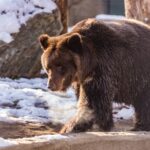 Численность медведя в Новосибирской области достигла 1514 особей